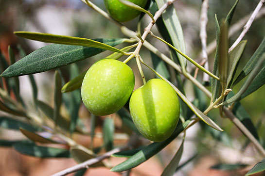 Gebelikte Zeytin Yemek